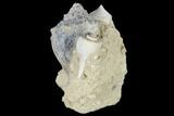 Tall, Miocene Fossil Gastropod Cluster - France #113702-2
